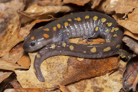 spotted salamander