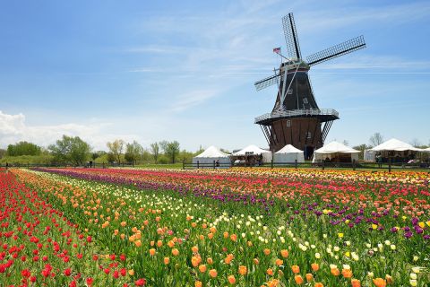 Dutch Windmill in a Holland Michigan tulip field. 