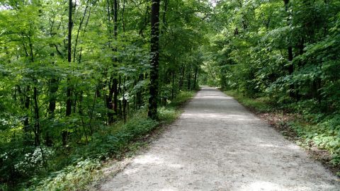 forested trail