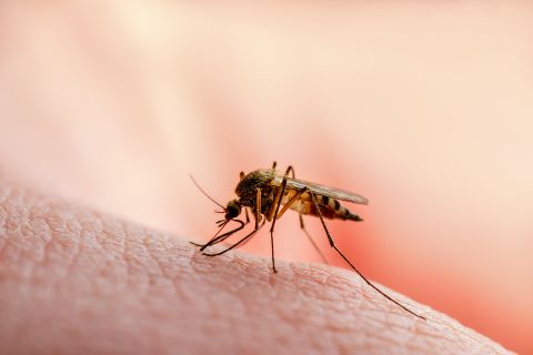 Mosquito Skin Bite
