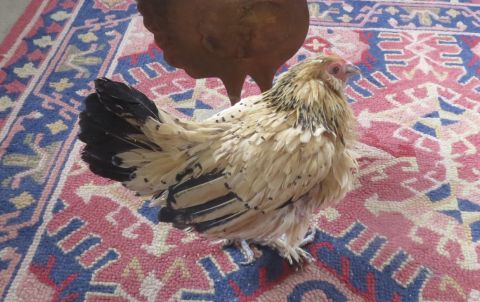 Peanut the chicken on a rug
