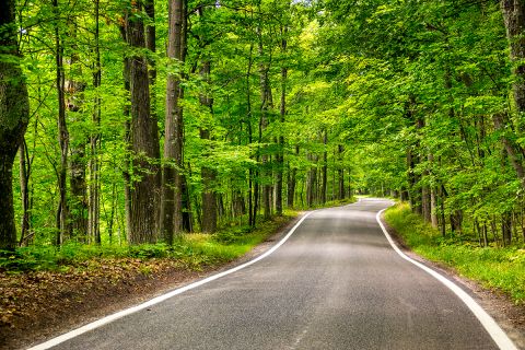  tree lined road 