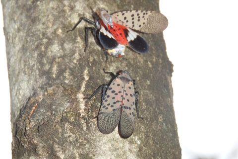 Two spotted lanternflies on the tree