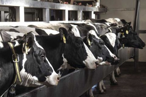 row of cows