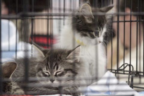 cats in cage