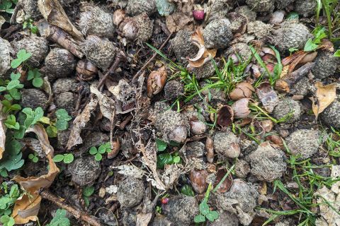 acorns on the ground