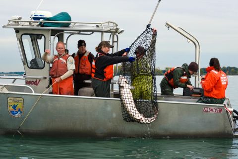 people on a boat lifting up a sturgeon