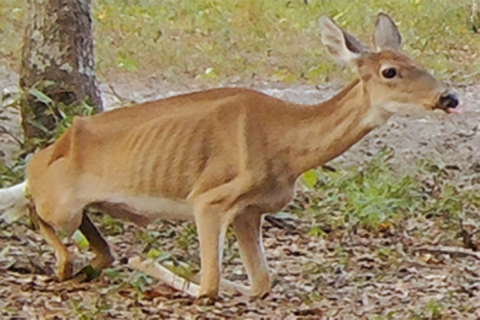 Deer with chronic wasting disease