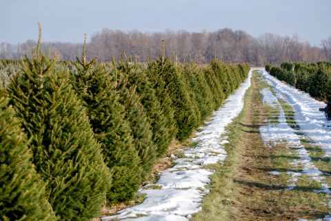 rows of Christmas tree