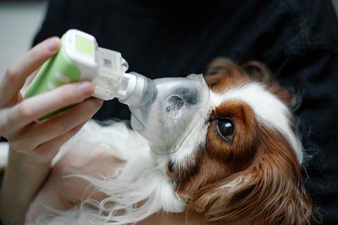 dog getting oxygen