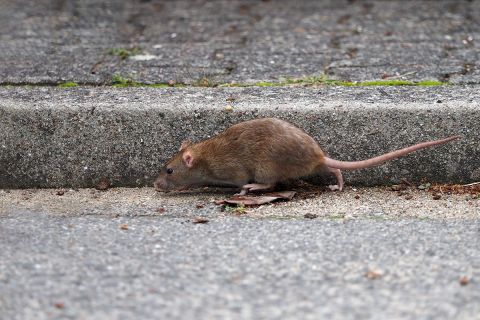 a brown rat (rattus norvegicus) runs in the gutter of a road
