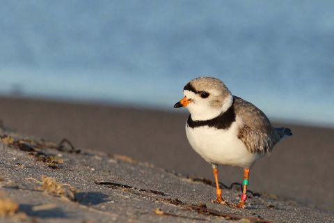 Piping plover by a lake