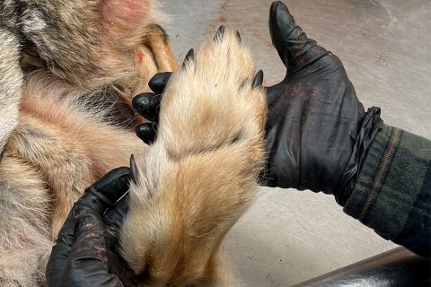 skinned hide of wolf front paw