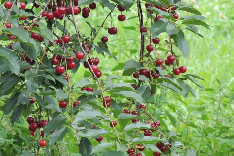 cherries on a tree