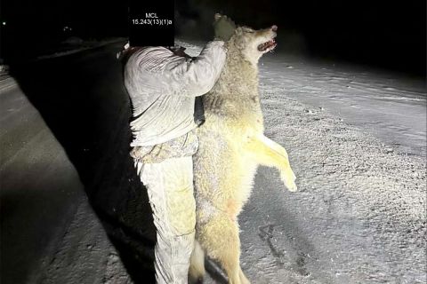 man holding up wolf