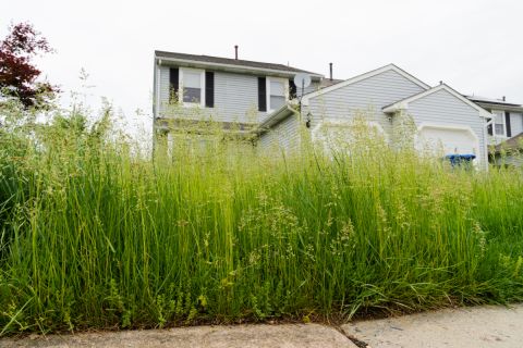 Overgrown lawn