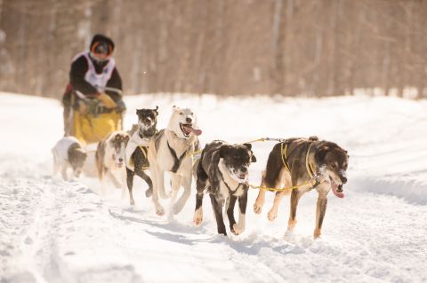 Someone dog racing in the snow. 