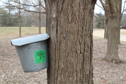 A bucket attached to a tree. 