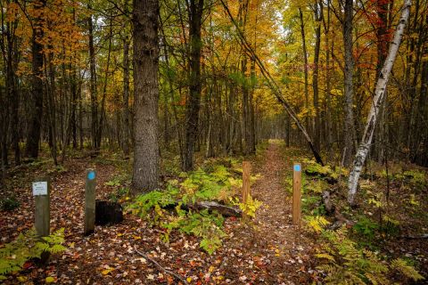 An old-growth forest in Michigan