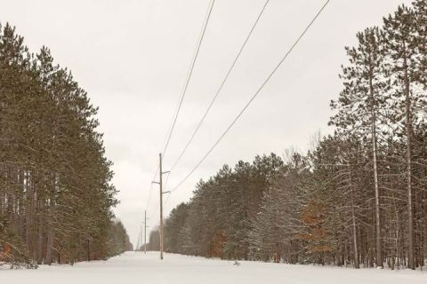 Powerlines run between two stands of tall pine trees