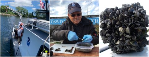 A three photo collage. Two people on a NOAA boat. One person looking at mussel. A close-up of a mussel.