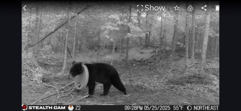 B&W image of a bear with a plastic lid stuck around its neck