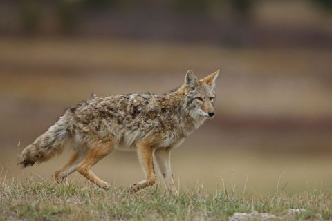 A coyote runs through a field
