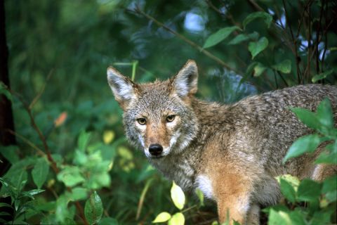 A coyote peeks out from the brush in the woods