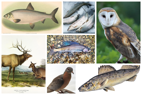 A collage of different animals. 