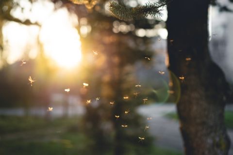 Many mosquitoes at sunset.