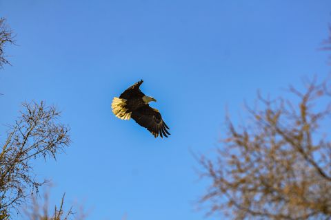 Eagle flying in the air.