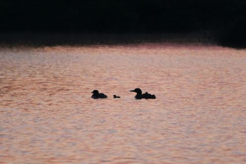 Fe and her chicks are swimming in a lake.