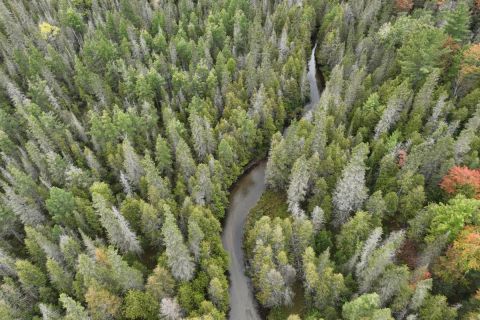 A river runs through a forest