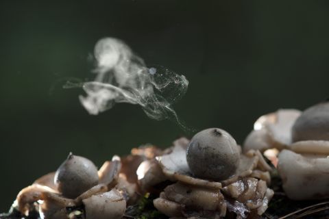  Puffball mushroom releasing spores dust in a tropical rainforest.