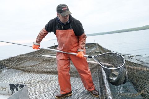 A fisherman uses a net to haul in fish from Lake Michigan