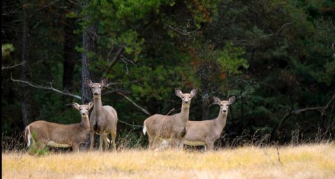 Memo to Ted Nugent: Not all hunters hate Michigan’s deer bait ban ...