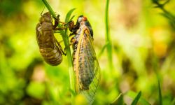 cicadas brood x