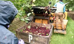 tart cherry harvest 