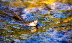  Au Sable river