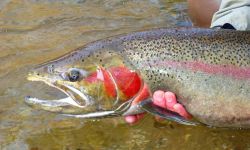 steelhead 