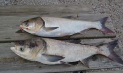 Asian carp 