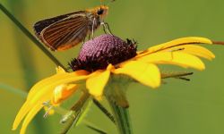 Poweshiek skipperling