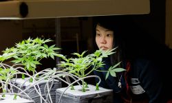 Kei Ving Wong looking at cannabis 