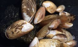 Quagga mussels 