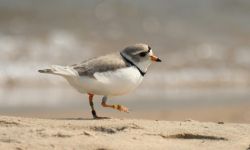 plover chick