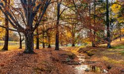 beech trees with fall colors