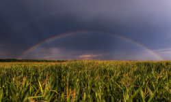 rainbow over cornfield