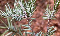 Hemlock wooly adelgids