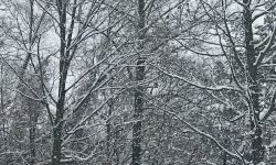 snow trees