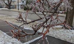 ice on a tree